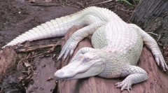 Variabilitatea organismelor